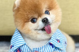 A pomeranian dressed in a blue striped shirt and looking at the camera with its tongue out.