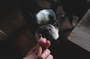 Boston Terrier Sniffing a Shallot