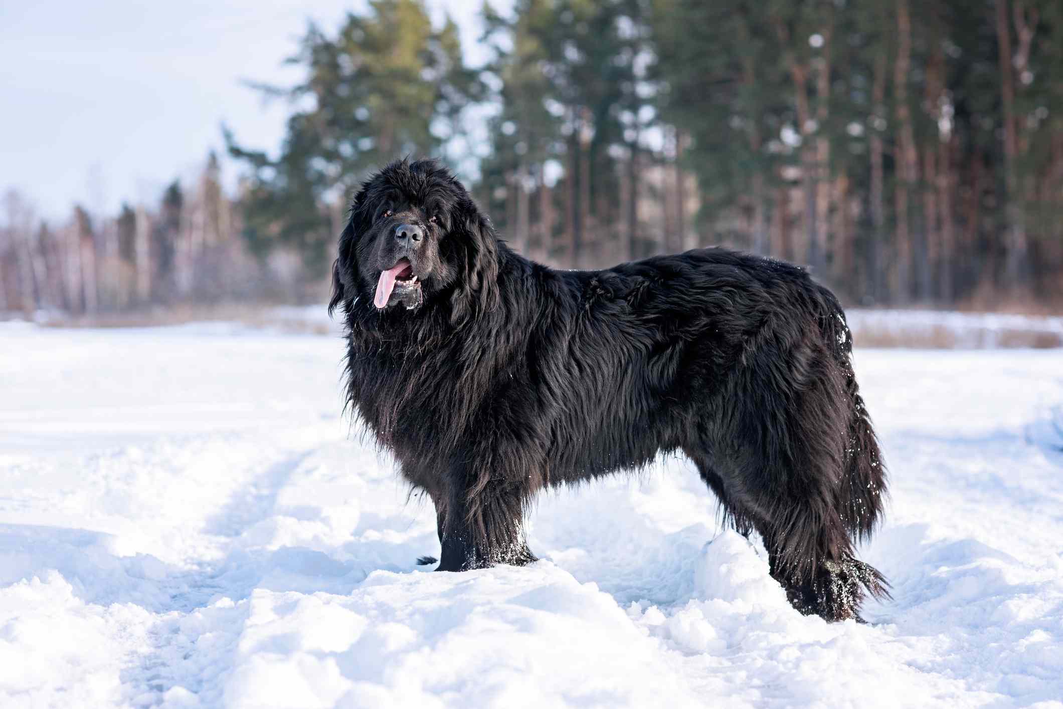 黑色纽芬兰犬站在雪地里