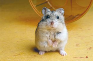 Hamster with wheel