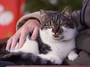 一只白胸白爪的虎斑猫正坐在某人的大腿上。