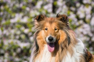 一头毛毛牧羊犬在模糊的花卉背景下的头部照片