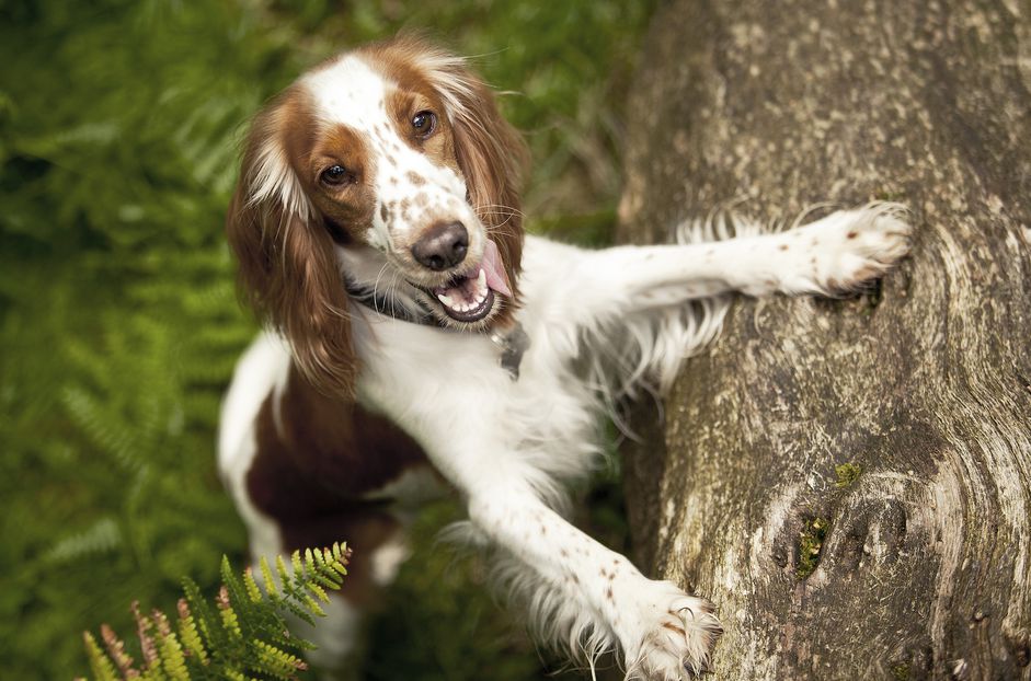 威尔士施普林格猎犬