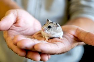 Tan and white hamster held in owner's hands closeup