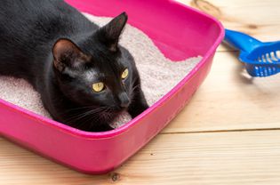 cat litter box