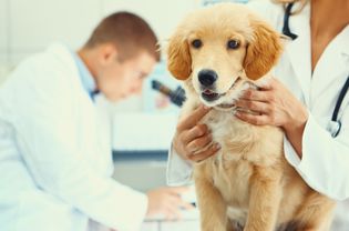 体检后幼犬健康