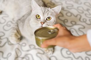 Gray shorthair cat and food can