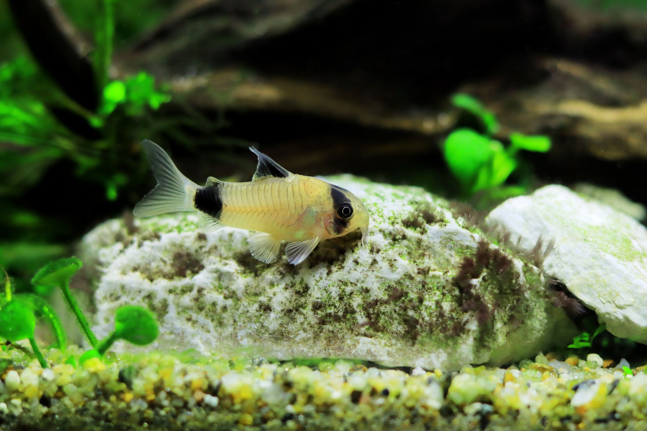 熊猫corydora科里aqu猫在一块岩石上种植arium