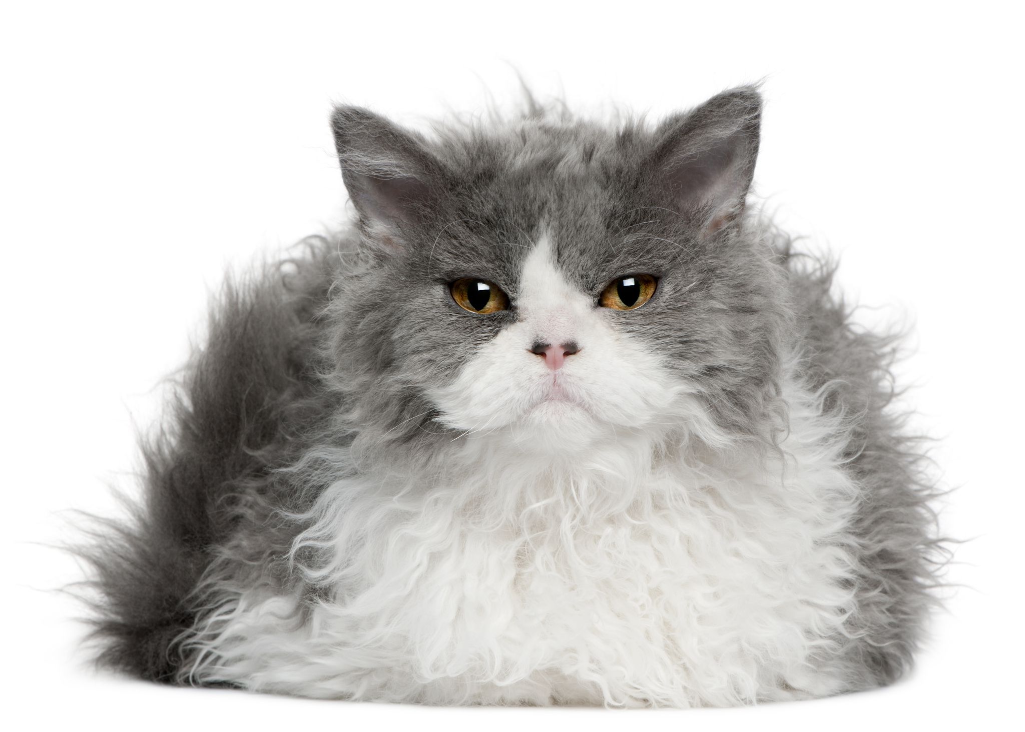 Selkirk rex cat