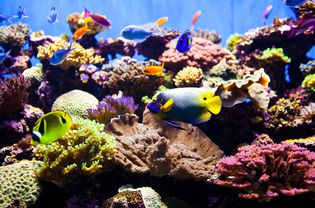 Aquarium reef tank