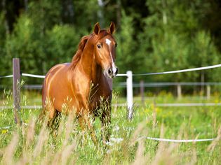 Red horse runs trot on the nature background