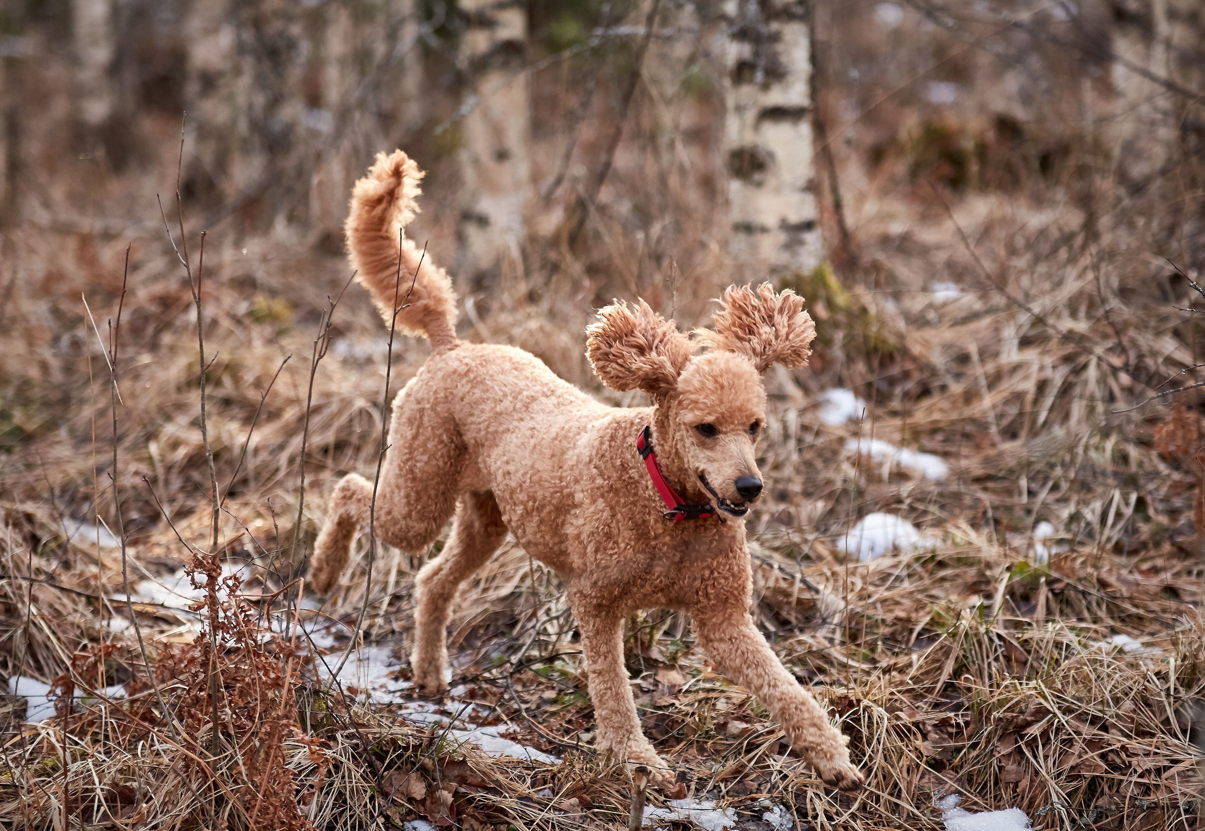 brown poodle runs in field of melting snow