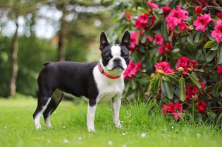 Boston terrier dog standing near pink rhododendron