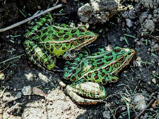 Two Leopard Frogs Outside in Dirt