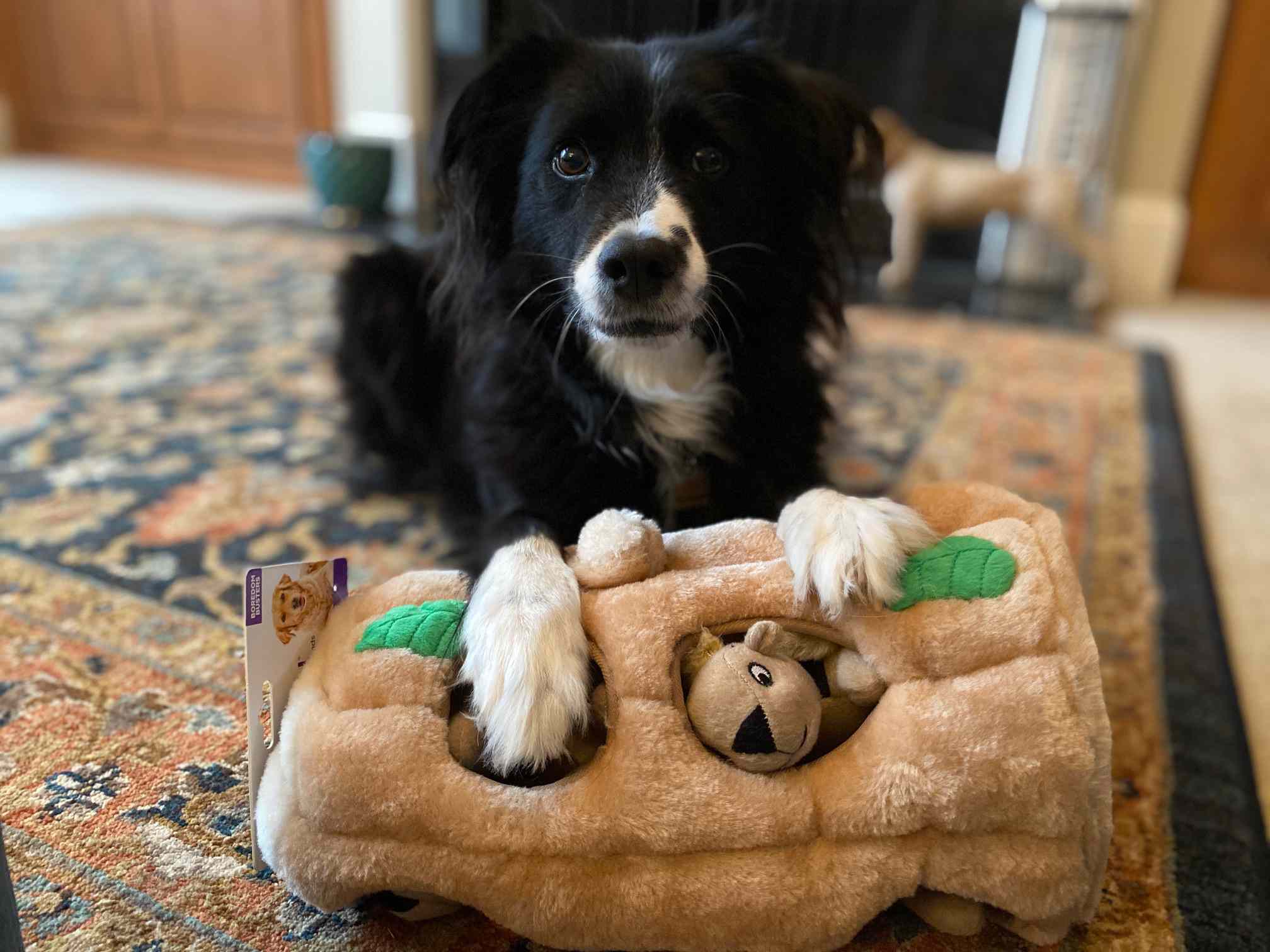 狗狗玩的外向猎犬藏松鼠