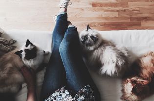 Person and cats lounging on couch