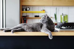 gray cat lays on top of wooden counter near stovetop