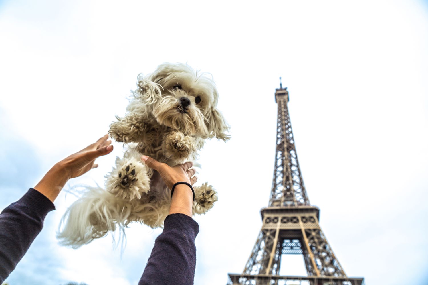 Small white dog being held in the air in front of the Eiffel Tower.