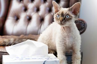 Tan short-haired cat sitting next to box of tissues