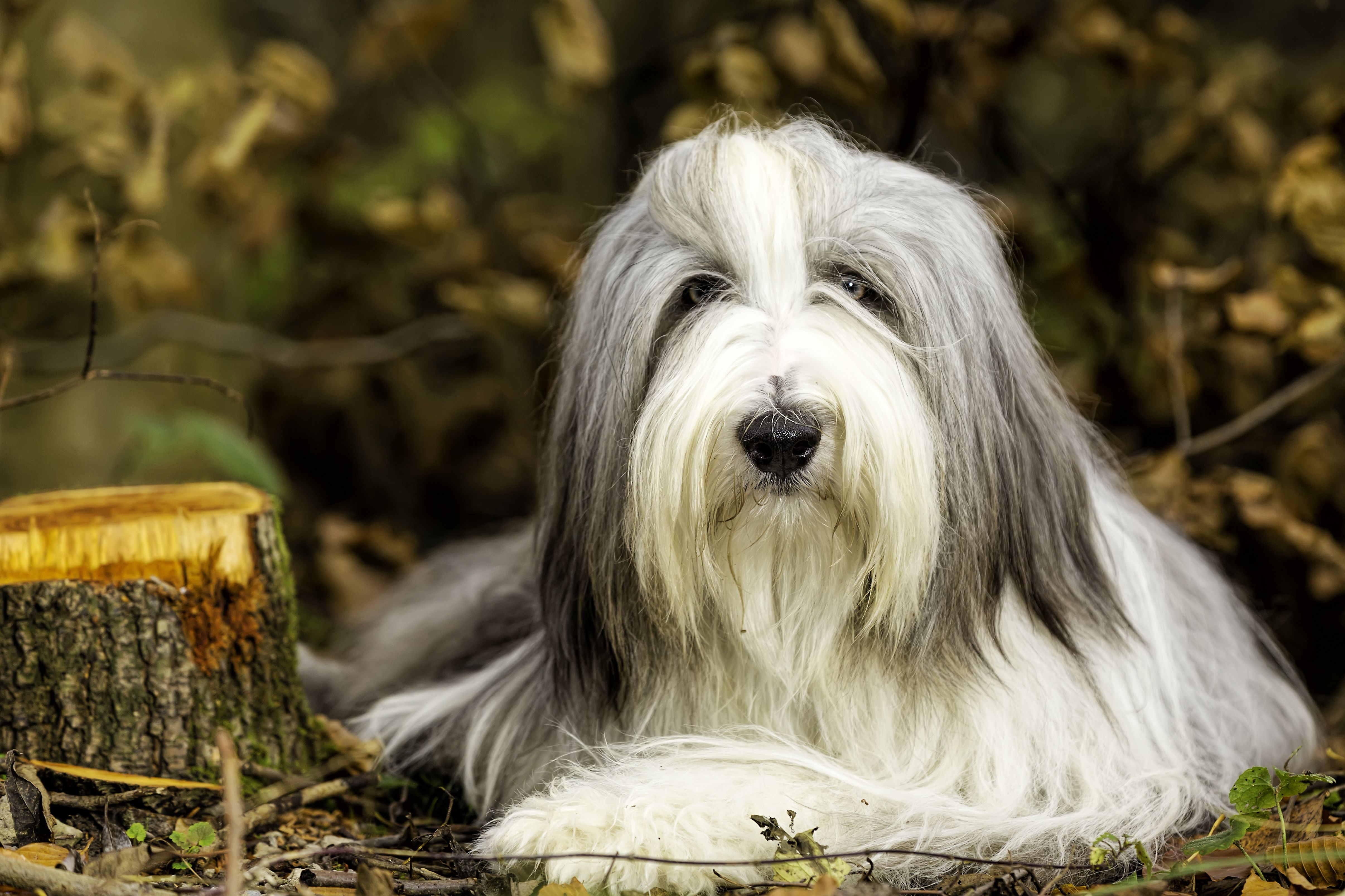 长须牧羊犬躺在外面