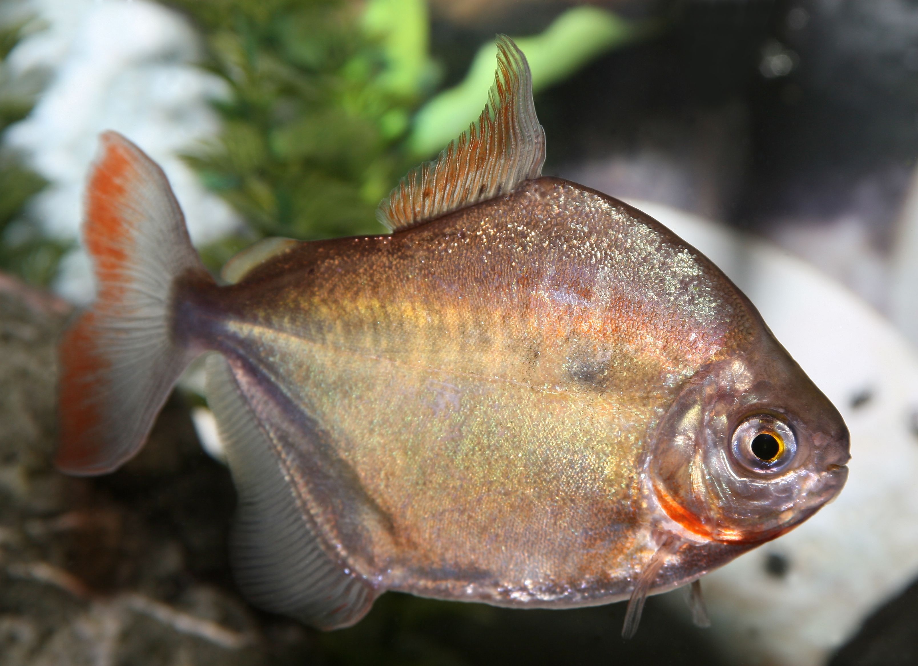 Silver dollar fish in an aquarium