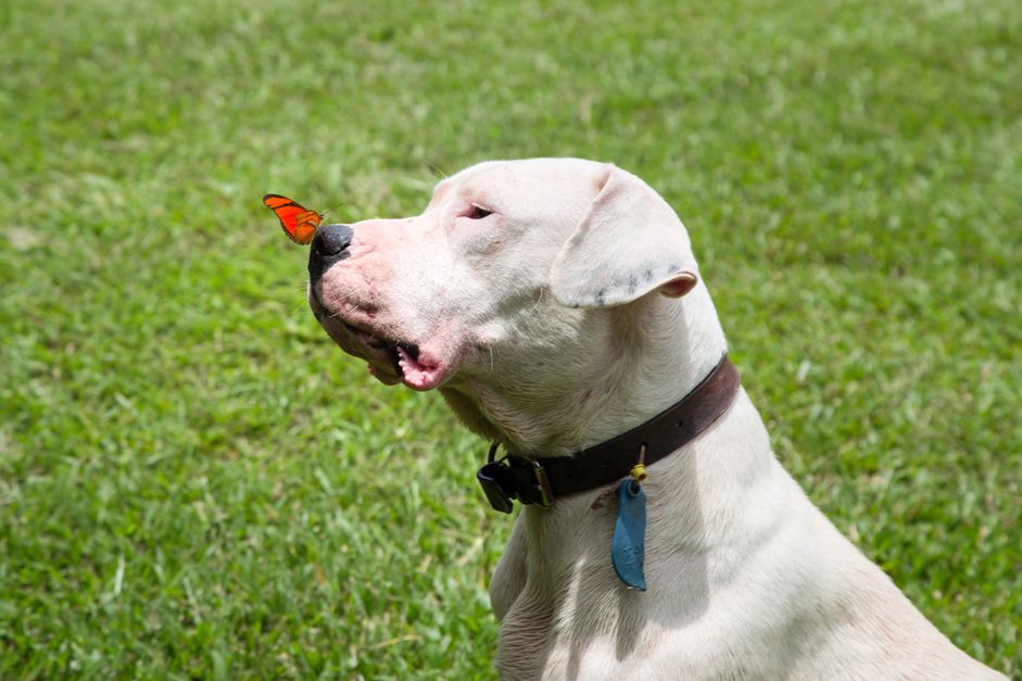 鼻子上有蝴蝶的阿根廷杜哥犬