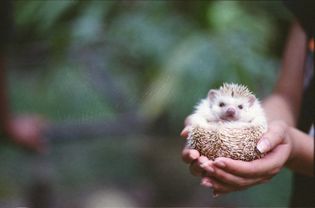 Hedgehog in hands