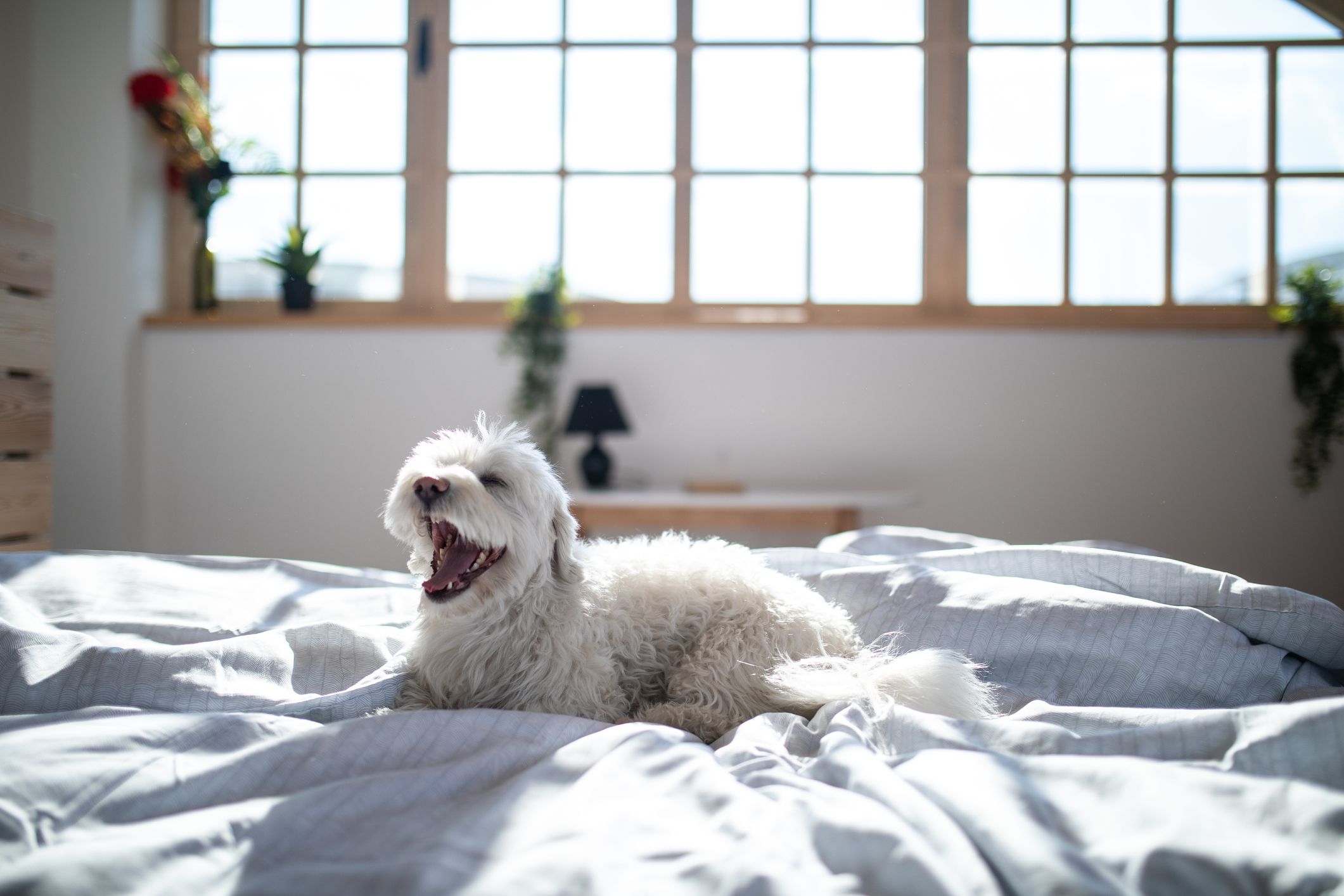 White dog yawning on a bed with white sheets.