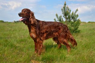 Standing side profile of an Irish Setter