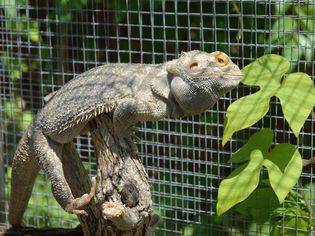 Bearded Dragon