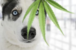 Dog staring at Cannabis plant up close.