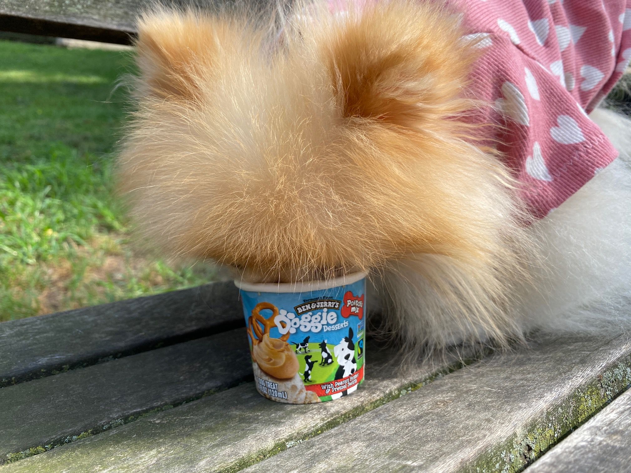 Gidget Pomerian taste test for ben and jerry's dog ice cream