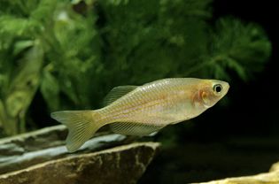 珍珠Danio, Danio albolineatus鱼