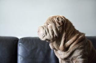 Dog face with lots of skin folds sitting on sofa