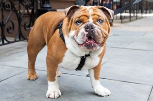 English bulldog with blue eyes wearing a leash outside