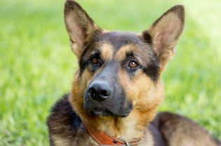 German Shepherd Dog portrait on grass