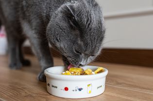 Gray cat eating home-made food in small white bowl