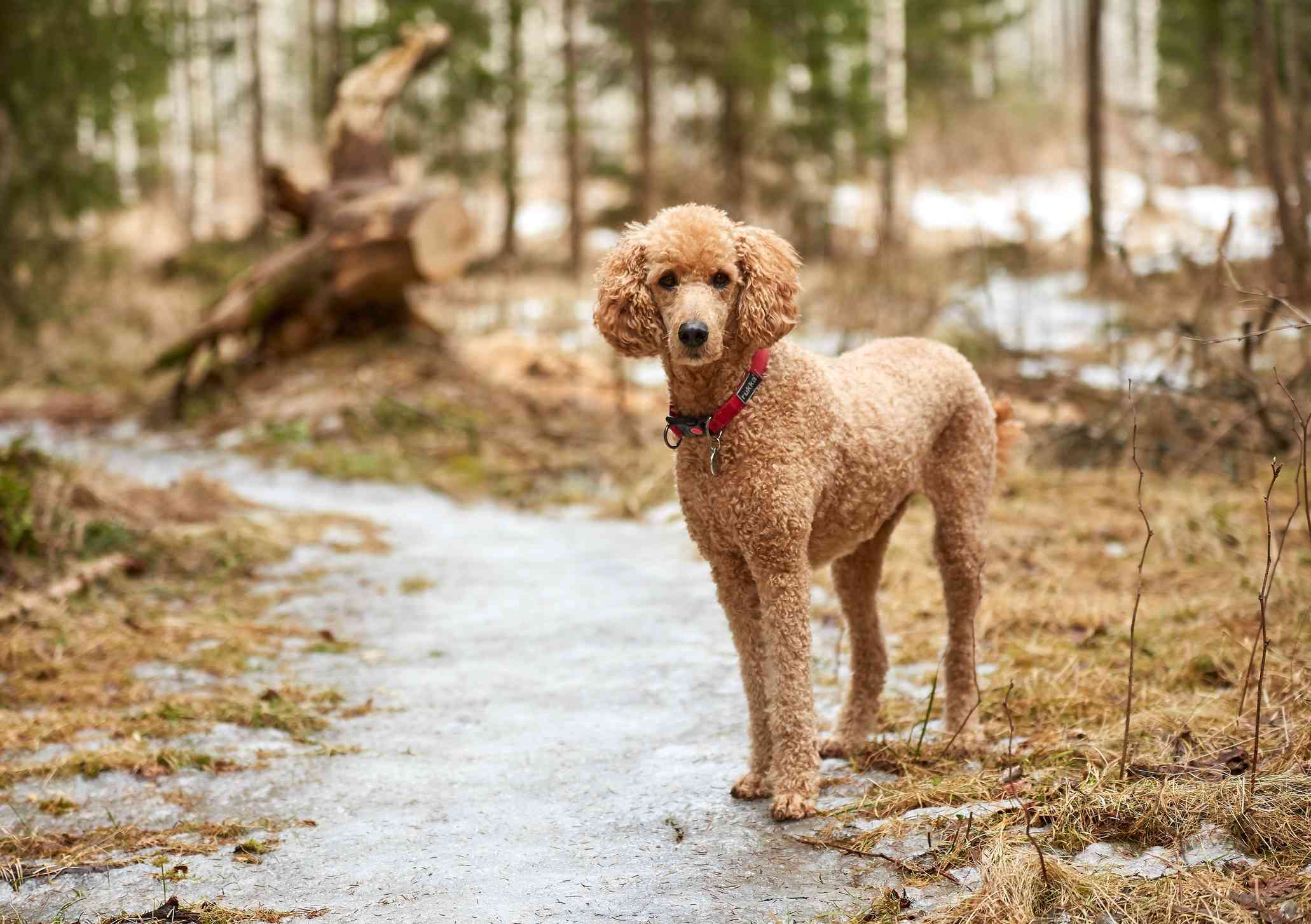 标准贵宾犬