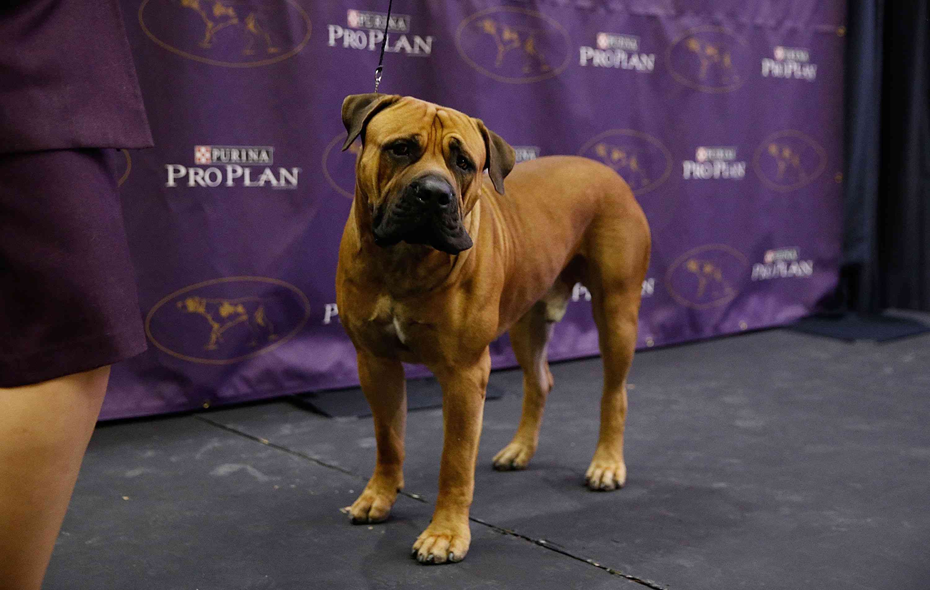 2016年1月21日，在第140届威斯敏斯特养犬俱乐部犬展上展出的Boerboel品种