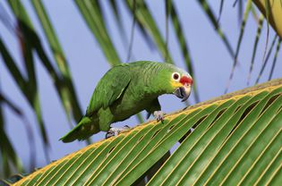 Red Lored Amazon Parrot