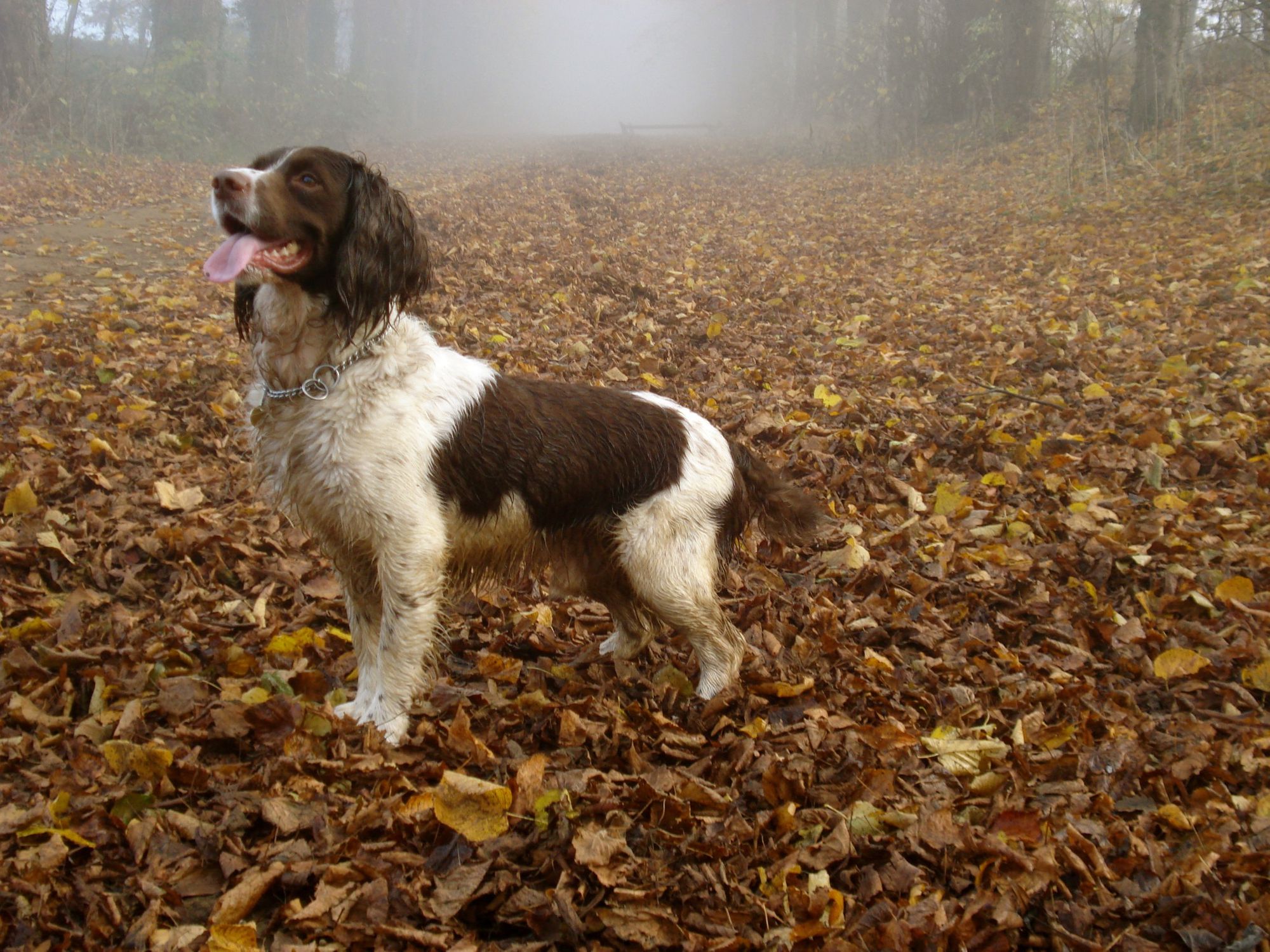 English springer spaniel on leaves