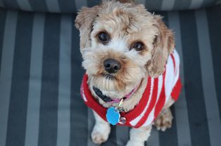 A beige dog in a red and white sweater