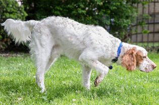 White and tan English Setter dog walking on grass