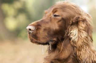 爱尔兰塞特犬的侧写与流口水。