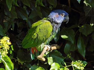 蓝头鹦鹉。Pionus menstruus。南部及中部