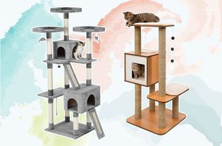 A collage of cat trees we recommend on a colorful background