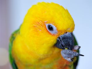 Jenday Conure, Jandaya长尾鹦鹉，Aratinga Jandaya