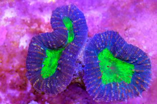 Lobophyllia lobed brain coral