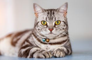 Gray striped American Shorthair cat laying down and looking at camera.