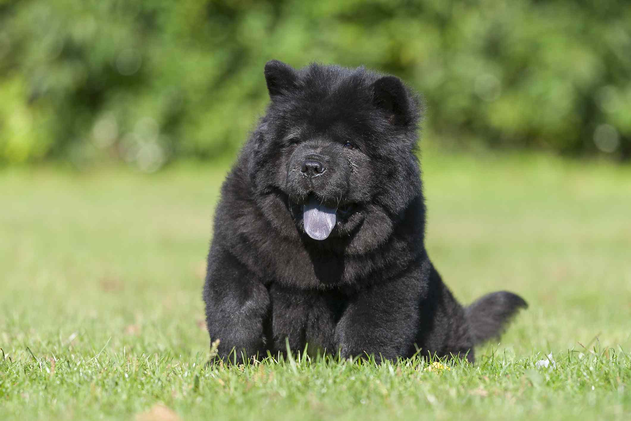 黑色松狮犬坐在户外